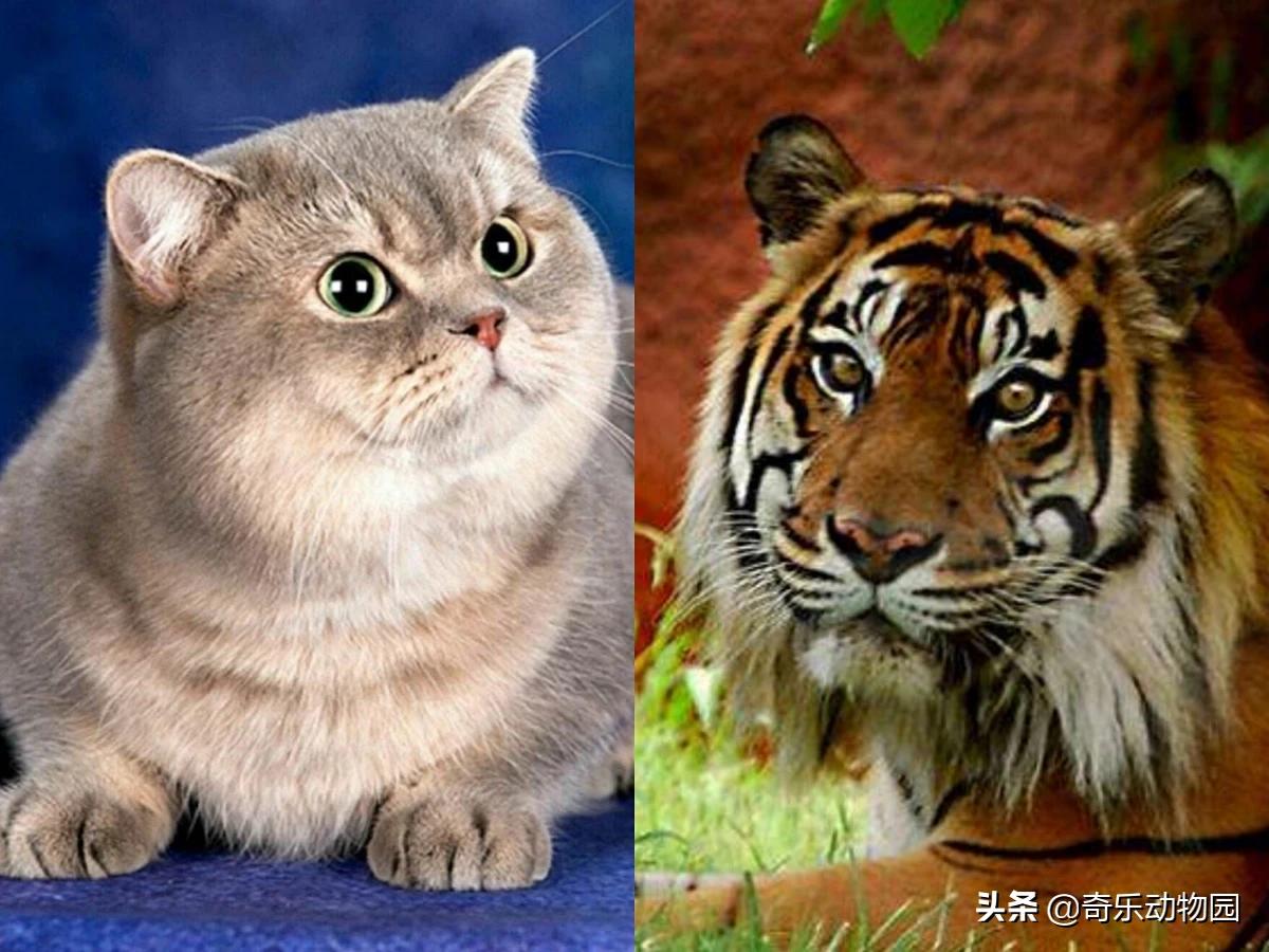 动物园老虎咬死猫动物园老虎咬死猫视频