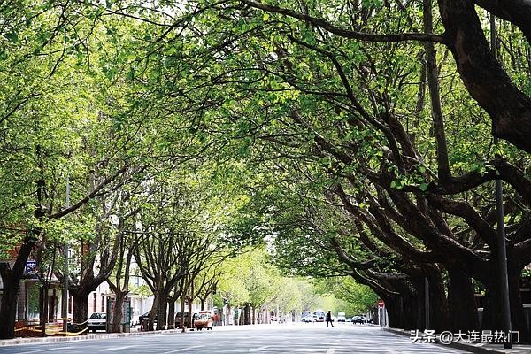 大连市绿化树种都有什么