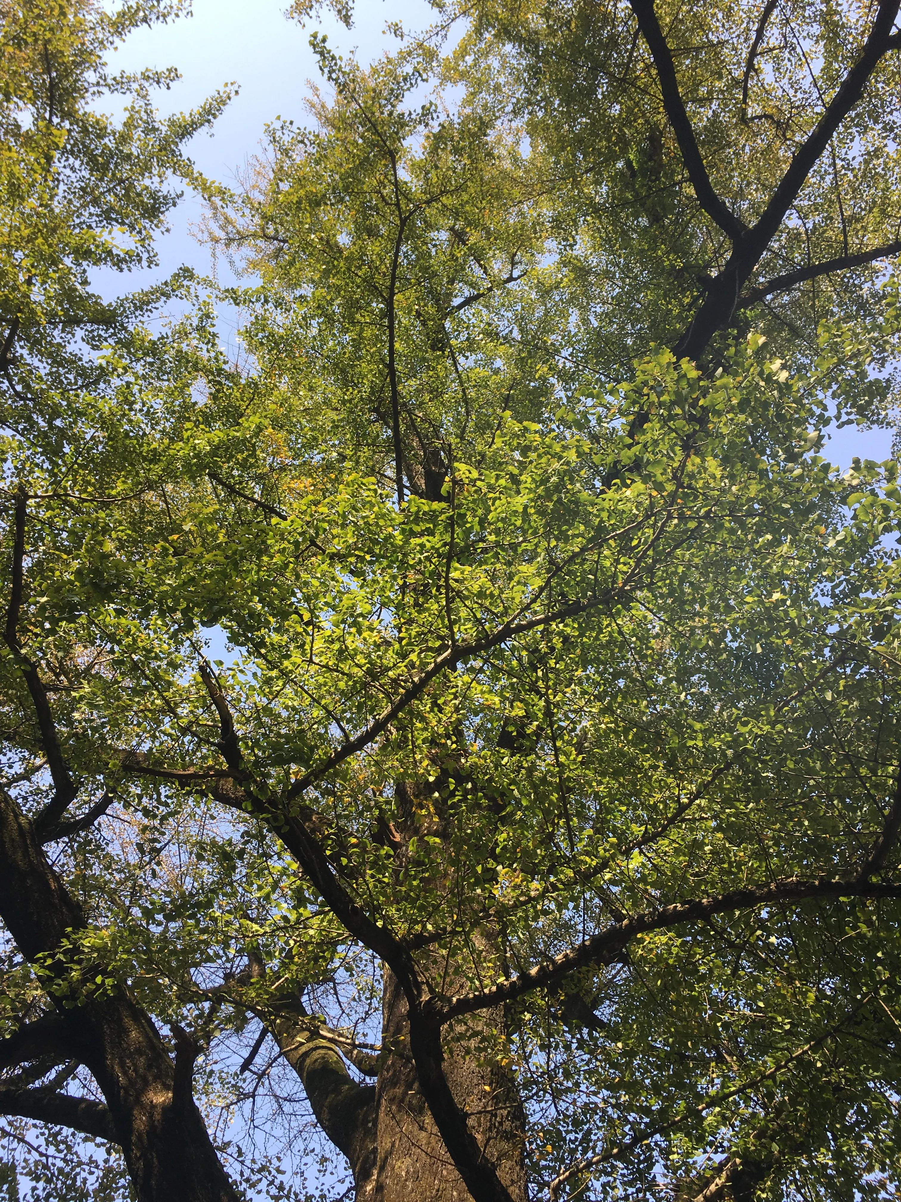 桂林哪里可以欣赏银杏？