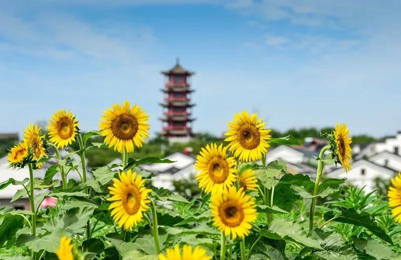 新闻主播为啥戴假发新闻主播为啥戴假发呢