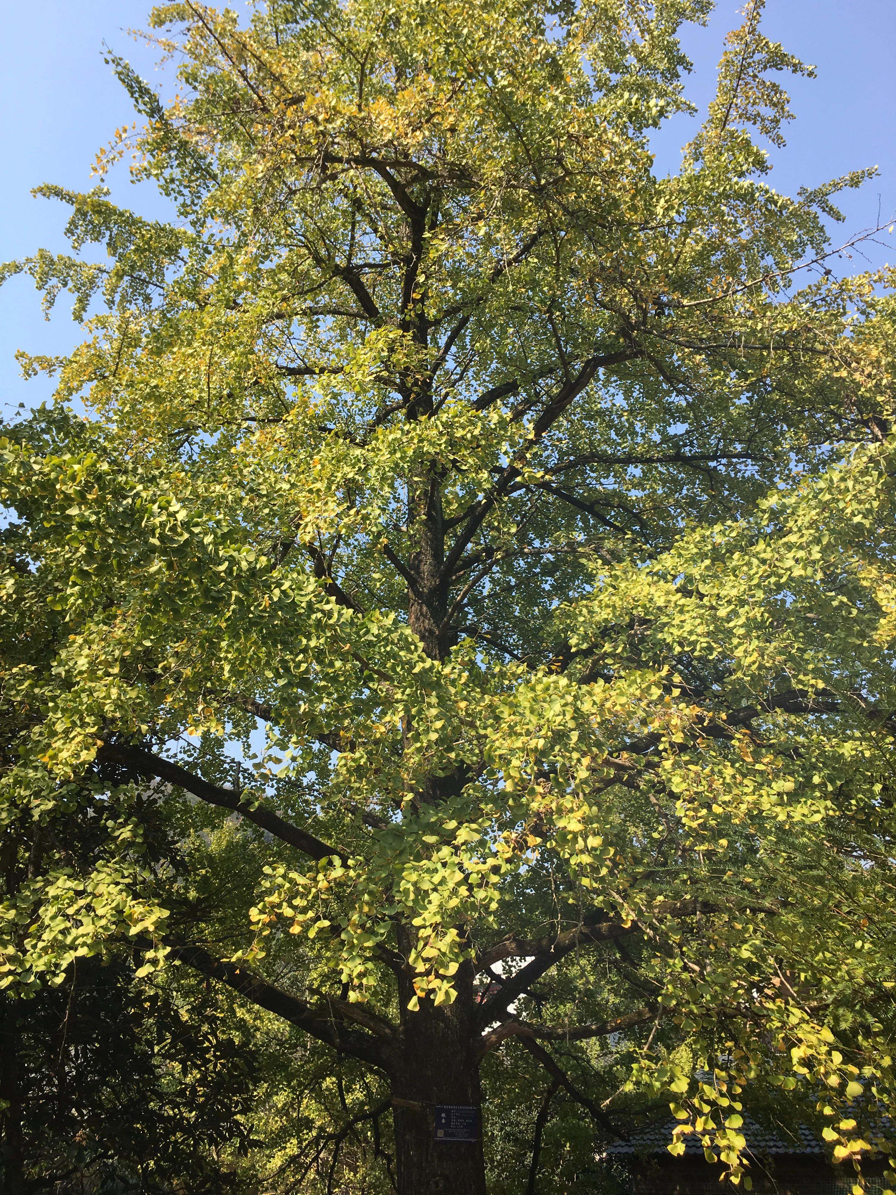 桂林哪里可以欣赏银杏？