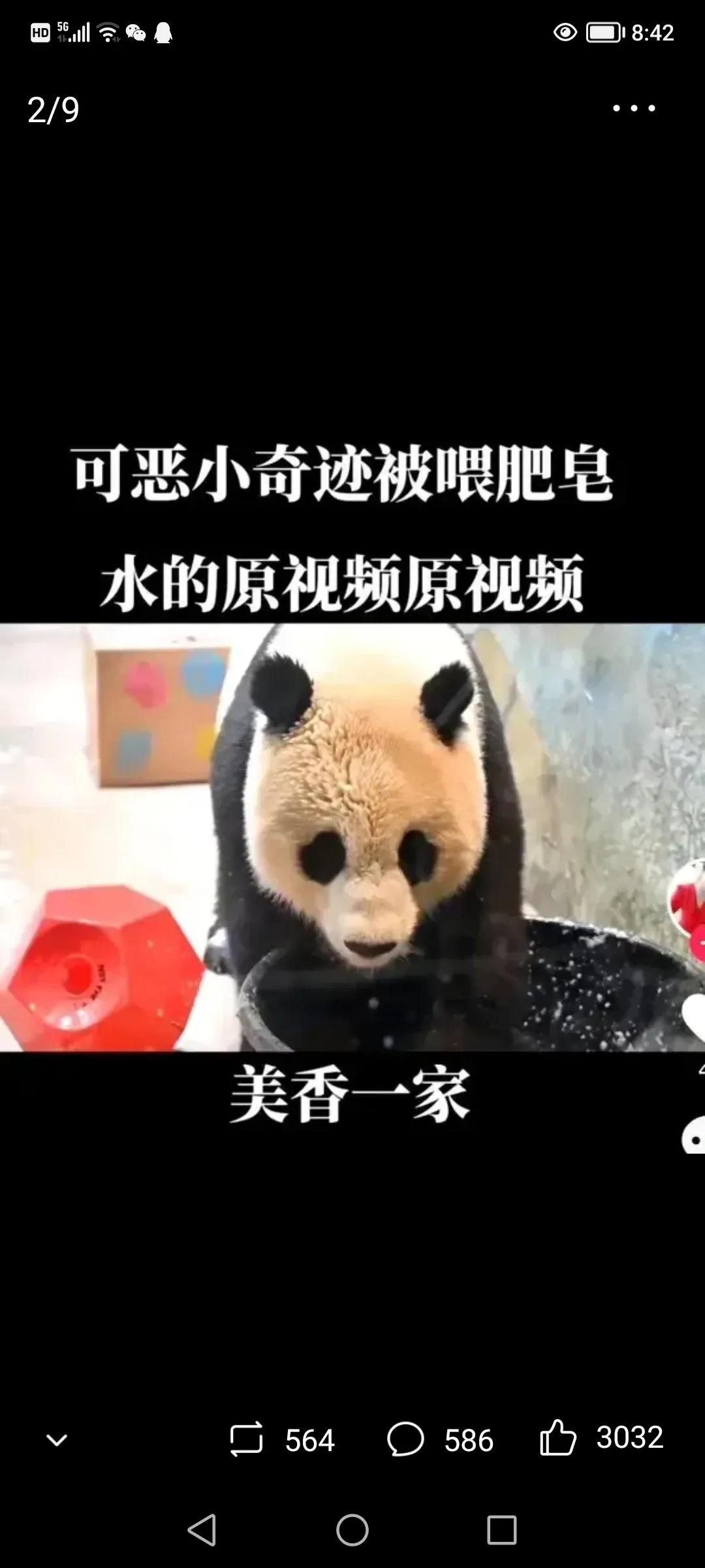 熊猫美香海外生活，熊猫美香在美国