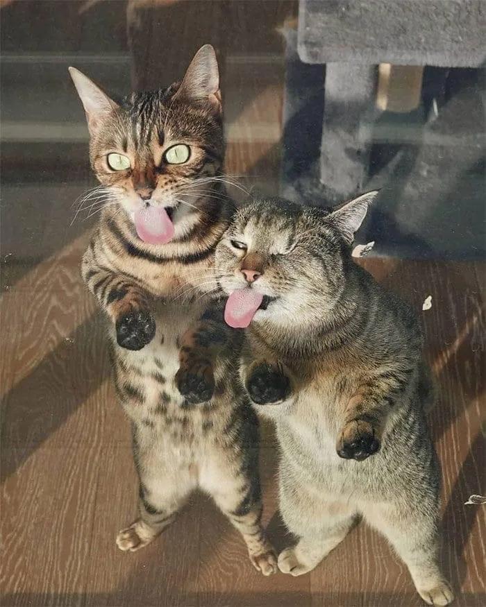 [医生持弓箭射流浪猫]急诊科医生猫进肚子里结局？
