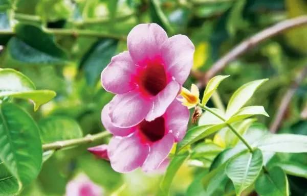院子里种上10类爬墙花卉，只看见花，都不见人了