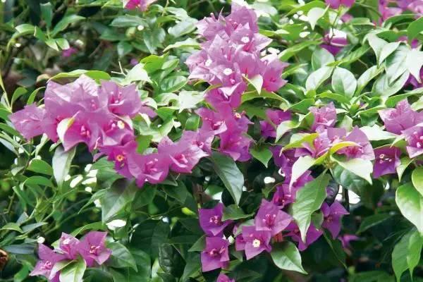 院子里种上10类爬墙花卉，只看见花，都不见人了