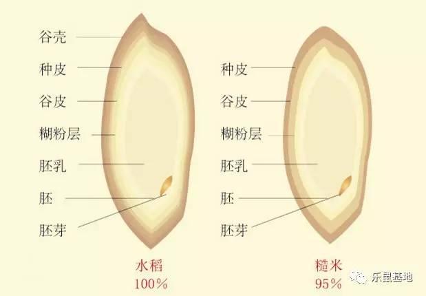 花胶怎么防虫 2026年花胶防虫能放花椒八角吗