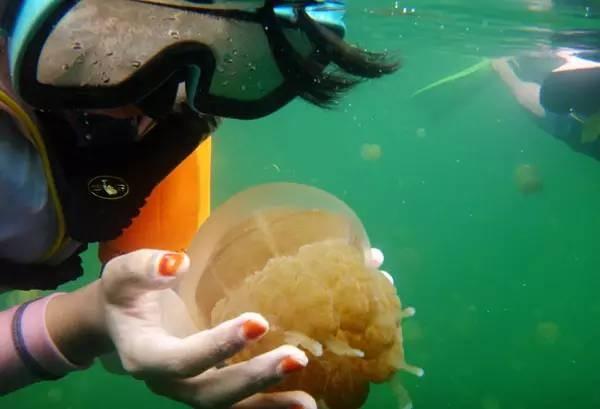 震撼首发 帕劳 S$2580/人起，粉色水母湖不再遥远