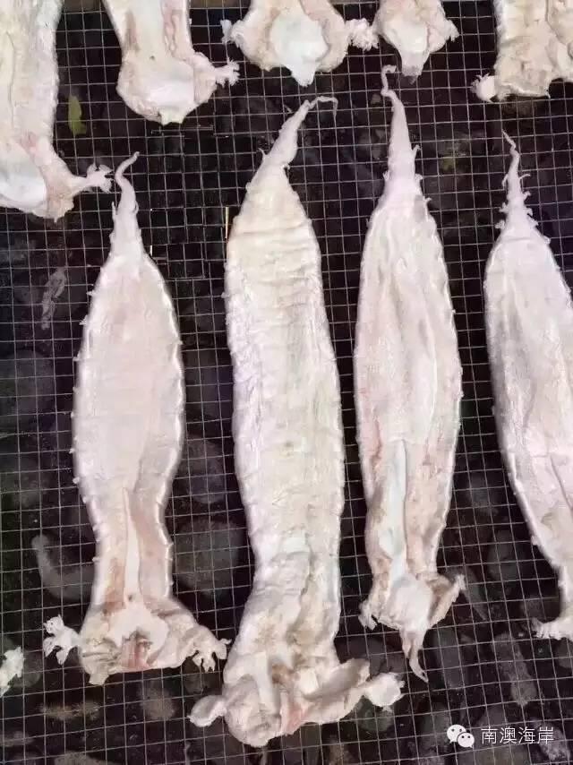 阳江花胶楼真假 2026年阳江白花胶