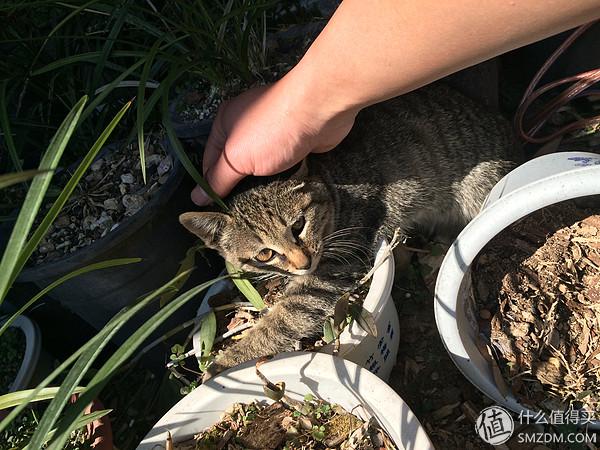 单身狗的陋室改装2.0——室内优化and小庭院的设计与施工