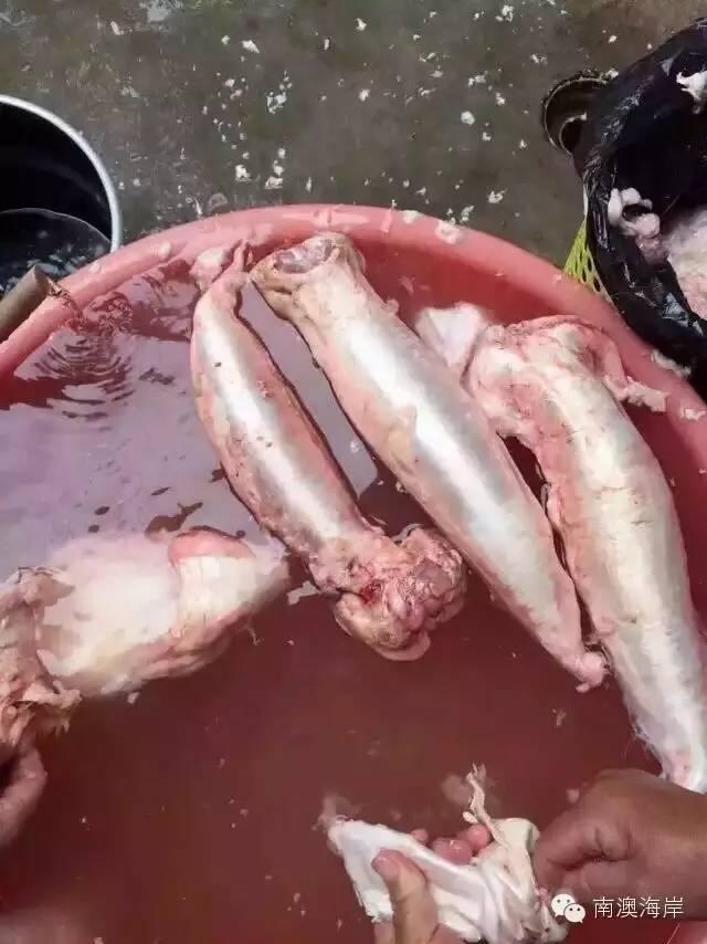 阳江花胶楼真假 2026年阳江白花胶 阳江花胶楼真假 2026年阳江白花胶