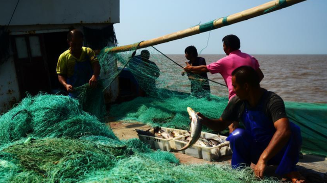 鮸鱼胶的功效 2026年鳘鱼胶的营养价值及功效