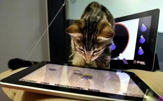 胆结石可以花胶吗 2026年胆结石可以吃花椒吗