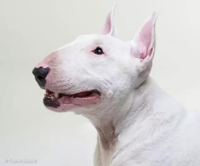 动物世界犬种-牛头梗