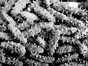 女人吃燕窝好还是海参好 2026年女人吃燕窝好还是海参好一点 女人吃燕窝好还是海参好 2026年女人吃燕窝好还是海参好一点