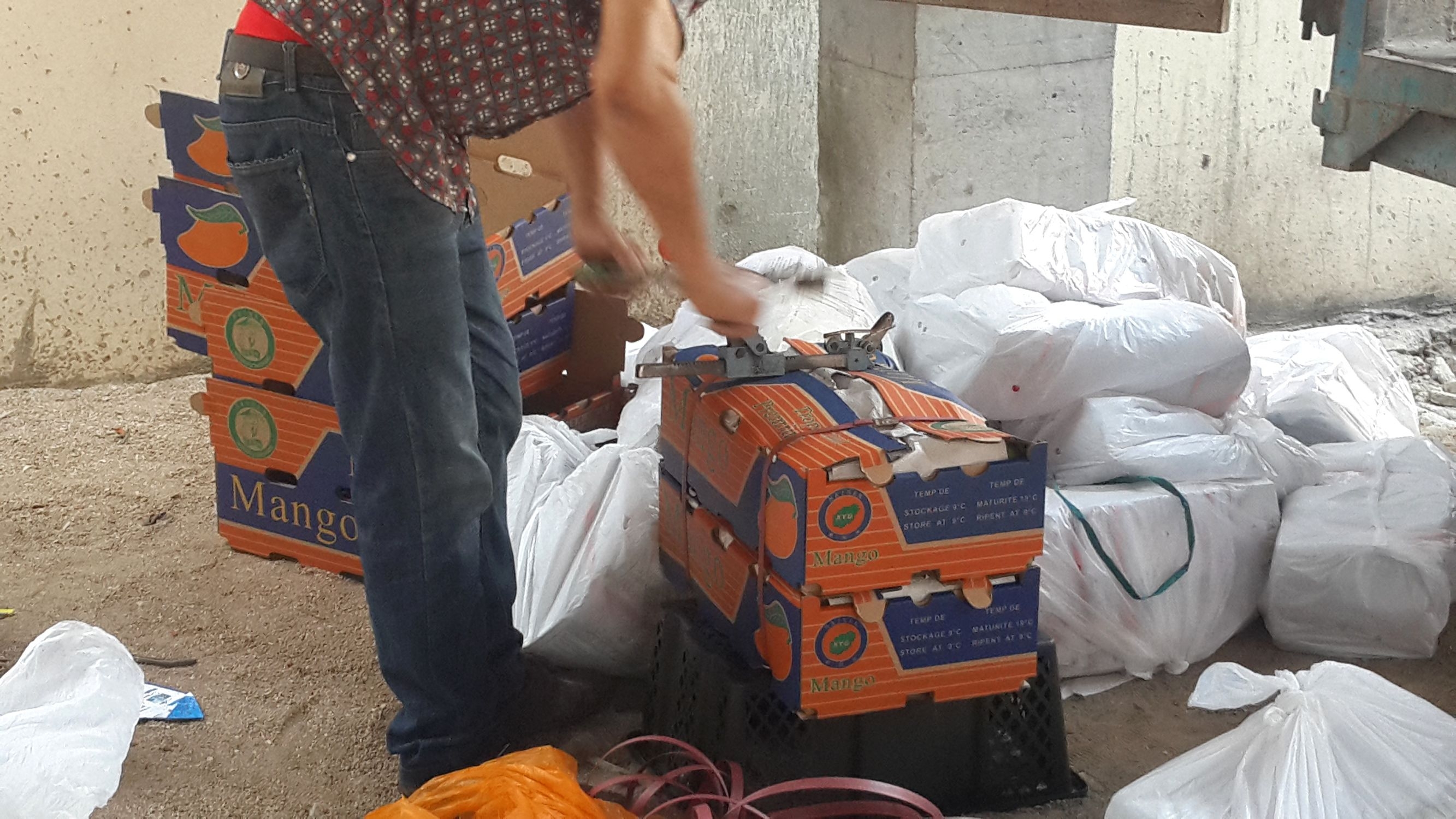 实拍三亚游客手中的芒果,本地农民大叔是怎么采摘卖的