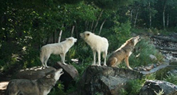 哈士奇和拉布拉多犬的堂哥:拉布拉多狼,可秒藏獒杜高比特