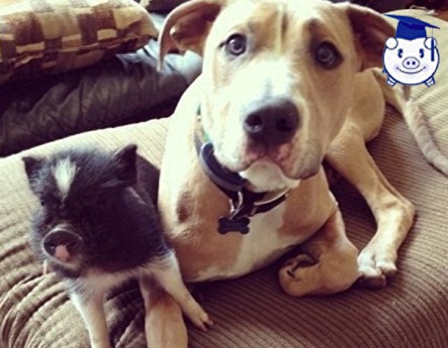 从来没见过别的猪,这头猪竟把自己当成了狗,整天与狗同吃同睡!