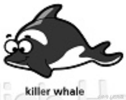 42个动物的英语单词！dolphin？lion？starfish？你都认识吗？