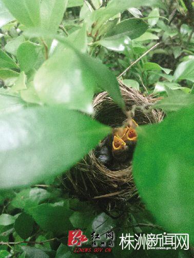 蓝色的鸟蛋你见过吗？玻璃跳棋大小,就像珍珠一样