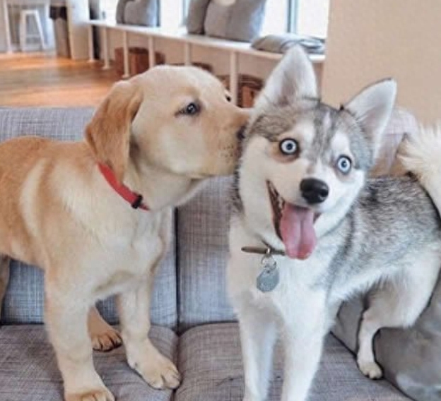 别走,让我亲亲你~ 二哈的表情亮了