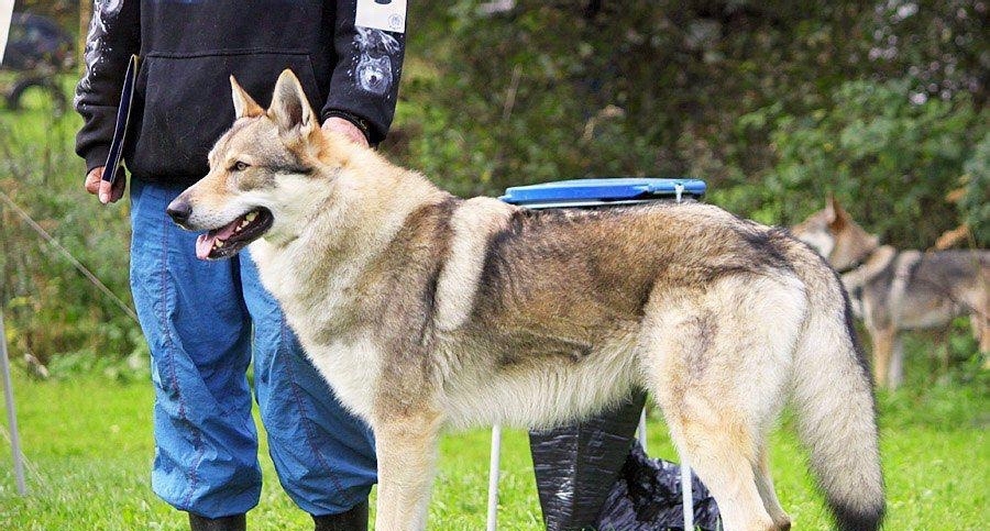 绅士温柔的捷克狼犬被禁养,理由竟然是那个样子的