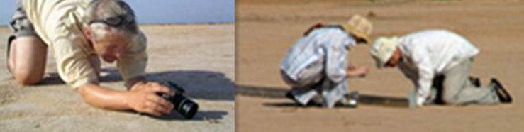 原以为所有的蚂蚁都是寻气味回家,想不到沙漠的蚂蚁竟然是这样的