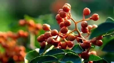 花椒的功效与作用与禁忌 2026年花椒的作用与功效果