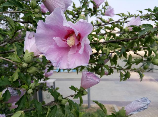 魅蓝3s:立志做千元机的实力派