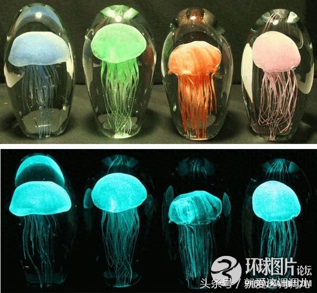 用宠物尸体制作的重口味装饰品,为何有这么多人追捧?