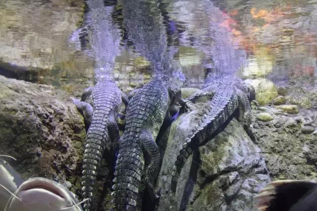 双流大妈“拯救鳄鱼”行动！