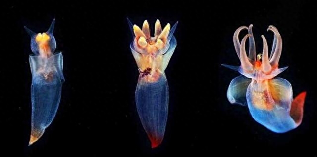 生活在大海深处的海洋生物,海底还藏着多少人没发现的独特生物
