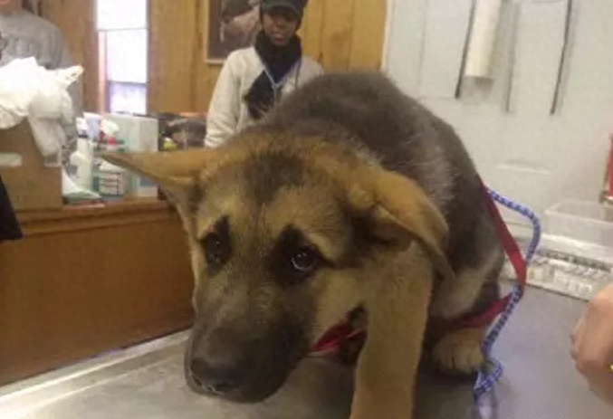 原来狗狗也是小孩子,要打针比孩子还害怕