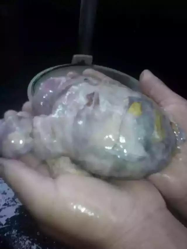 新鲜鸡黄如何保存（在这炎炎夏日鸡宝要怎样保存）