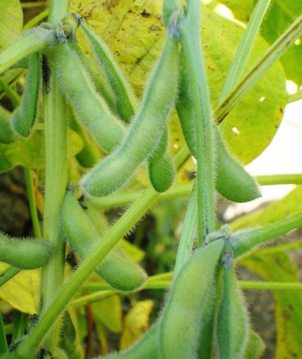 大豆低聚肽的作用功效 2026年大豆低聚肽的作用功效是什么