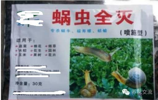 如何对付植物上讨厌的鼻涕虫和蜗牛？