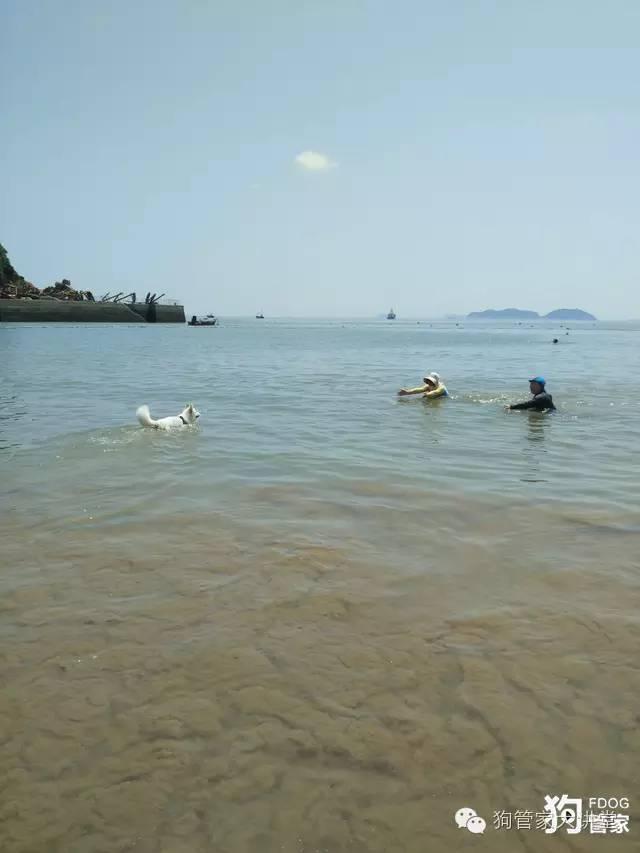 带着狗狗去嵊泗岛海边超全攻略！（其实是篇游记）
