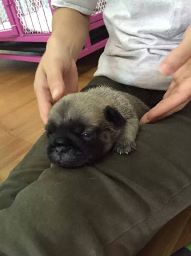 朋友家的八哥犬简直就是宠物界的逗逼,如今产下四只可爱的小宝宝