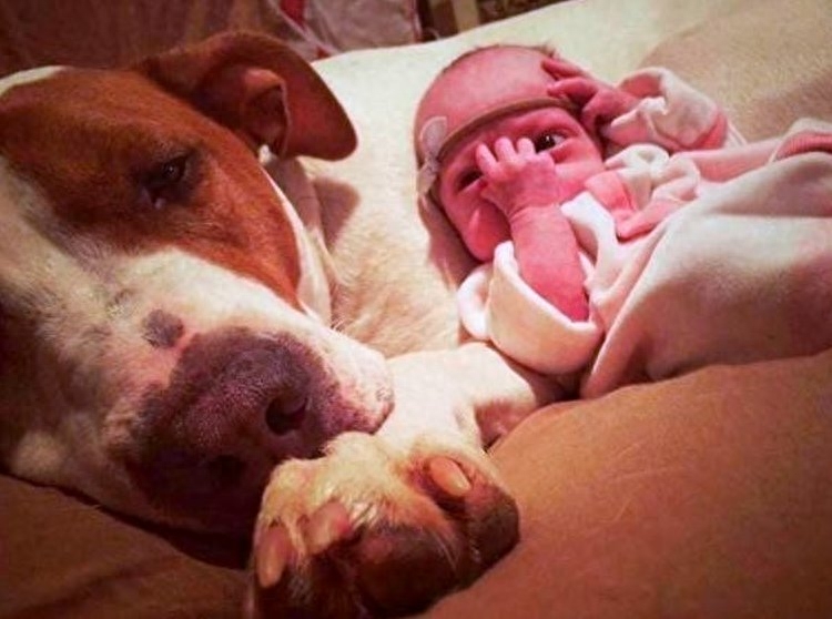 超有爱,女子收留一只流浪狗后,最后却惹众人羡慕