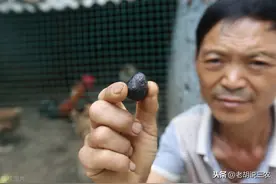 为何有人特意收购5年以上的老母鸡？原来，答案是这样的图片