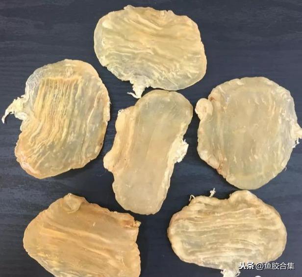 蜘蛛肚花胶 2026年蜘蛛花胶价格,做法,功效及图片大全