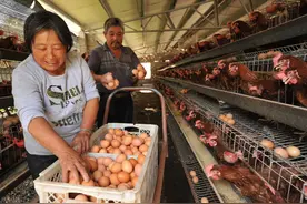 养鸡饲料中丢点它，下蛋多，长得快又壮，比喂蛋鸡料长得还好图片