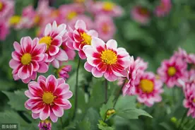 这些花淋雨就成“落汤鸡”，下雨最好搬屋里，否则花期减半图片