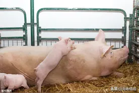 肇庆落户原种猪养殖基地，年培育1万头二元母猪，2万头仔猪图片