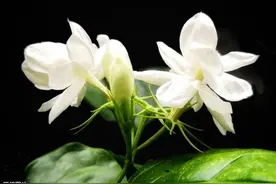 茉莉花茶没有茉莉花？这样的才是好茶图片