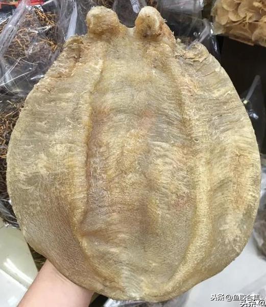 蜘蛛肚花胶 2026年蜘蛛花胶价格,做法,功效及图片大全