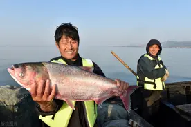 “鲢鳙王”抢鱼窝，这次终于遇到对手，羞愤而去图片