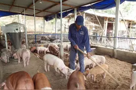 猪生态养殖技术，掌握饲养管理要点，做好这几点农民高产不是问题图片