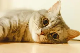 猫咪得了猫癣皮肤病，用药不见好，多半是药不对症图片