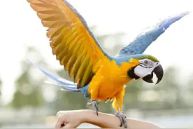 上万的金刚葵花鹦鹉，拼多多不到千元就能拥有，买蛋孵化靠谱吗？图片