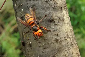 民间捕杀胡蜂的各种土方法，一个比一个新颖好用图片